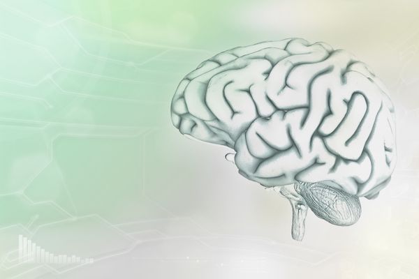 Illustrasjon av hjerne